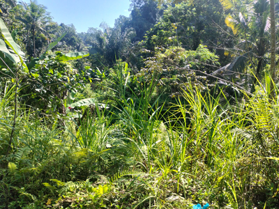 Tegallang Ubud Land