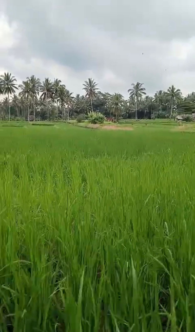 Ubud Sayan Land