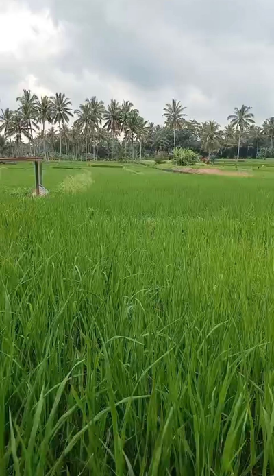 Ubud Sayan Land