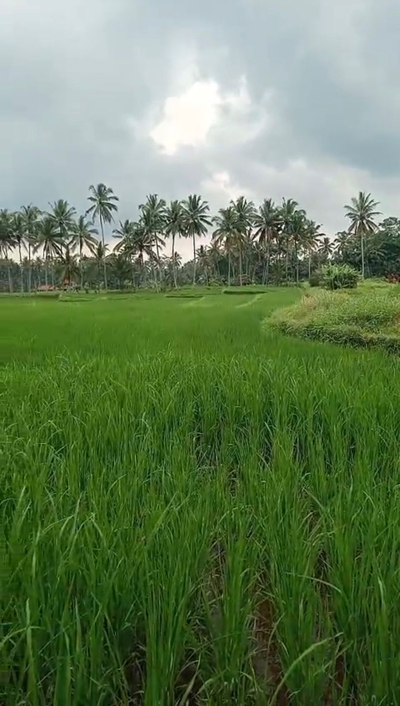 Ubud Sayan Land