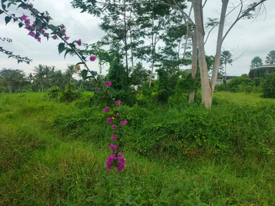 Singakerta Ubud Land